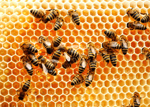 עולם הדבורים מלמד אותנו ענווה