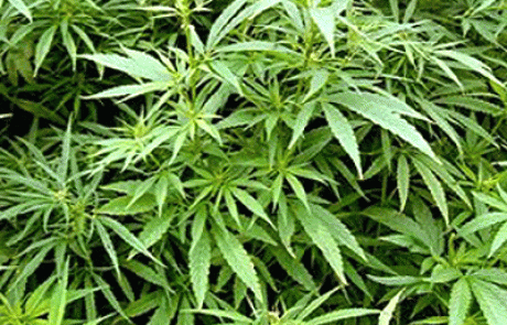 קנאביס רפואי