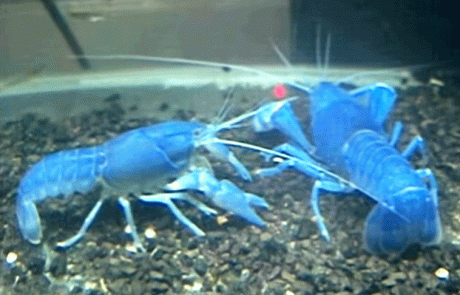 סידן אמורפי – הדור החדש של תוספי הסידן