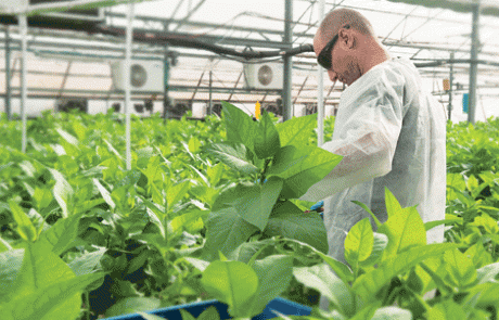 מהפכת הקולגן