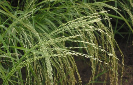 טף – "מזון על"