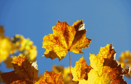 הכן גופך לסתיו