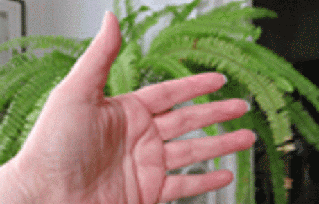 סולניים ודלקת פרקים