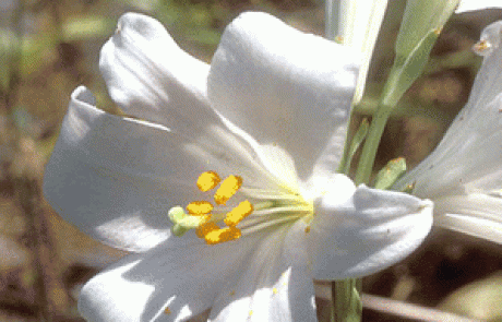 שושן צחור הורג חתולים